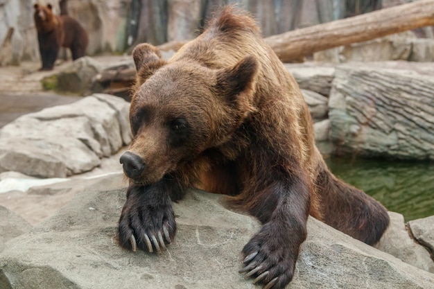 Tête d'un bel ours brun