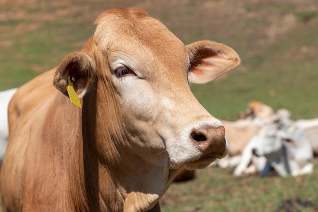 Photo tête de bétail nelore brune à la ferme