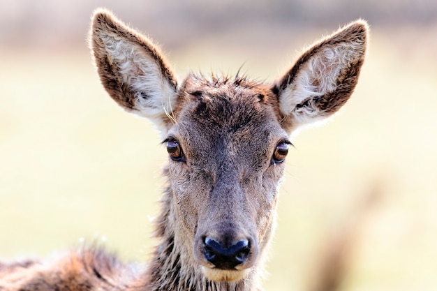 Tête de biche sauvage en alerte dans un pré