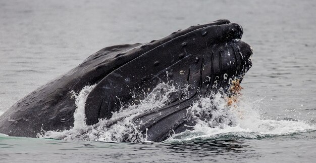 La tête et la bouche de la baleine à bosse au-dessus de la surface de l'eau en gros plan au moment de la chasse. Région du détroit de Chatham. Alaska. ETATS-UNIS.