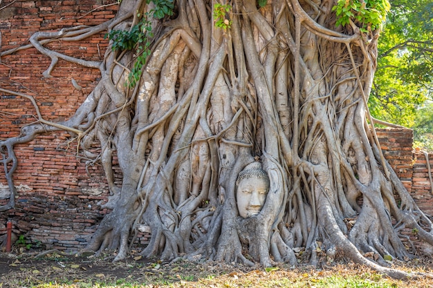 Tête de Bouddha dans les racines des arbres au temple Wat Mahathat Ayutthaya Thaïlande