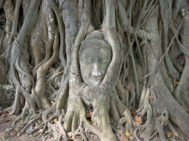 La tête de Bouddha dans les racines des arbres à Ayutthaya en tant que site du patrimoine mondial, Thaïlande