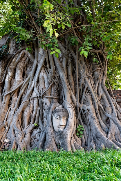 Tête de Bouddha Phra attachée à un arbre, Ayutthaya