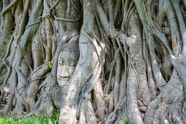 Une tête de Bouddha en pierre dans les racines d'un arbre, prise à Ayutthaya, Thaïlande.