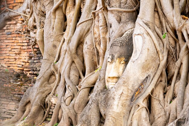 Photo une tête de bouddha en pierre entourée de racines d'arbres dans le temple de thaïlande.