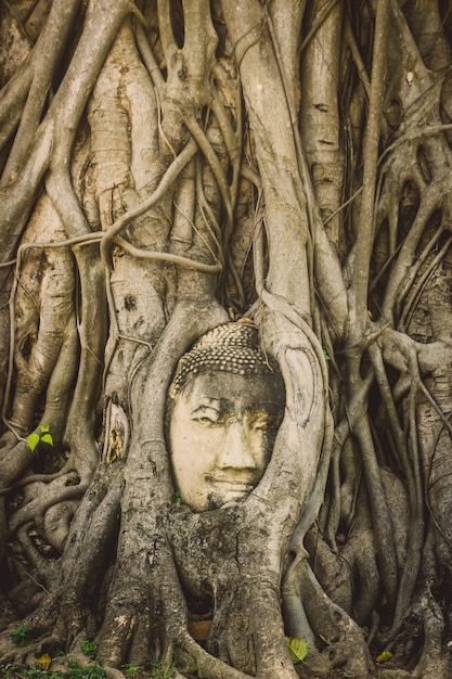 Tête de Bouddha en pierre entourée de racines d'arbres dans le temple Wat Prha Mahathat à Ayutthaya, Thaïlande