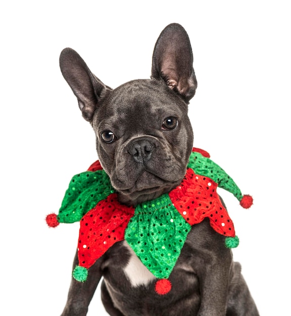 Tête d'un bouledogue français portant un collier joker isolé