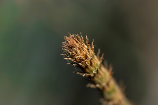 Tête de branche d&#39;arbre