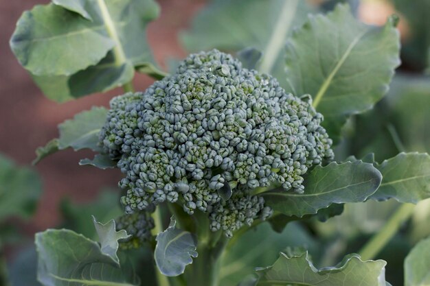 tête de brocoli frais dans le jardin