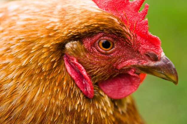 Photo la tête brune d'une poule sur une pelouse