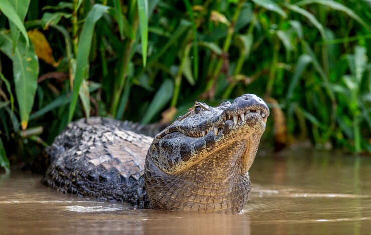 Photo tête de cayman à la surface de l'eau.