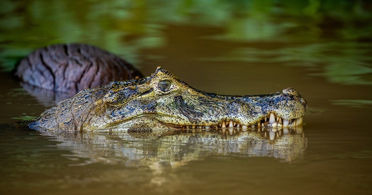Photo tête de cayman à la surface de l'eau.