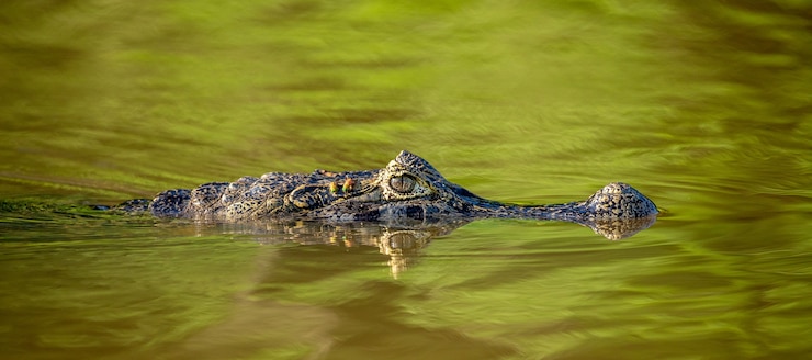 Photo tête de cayman à la surface de l'eau.