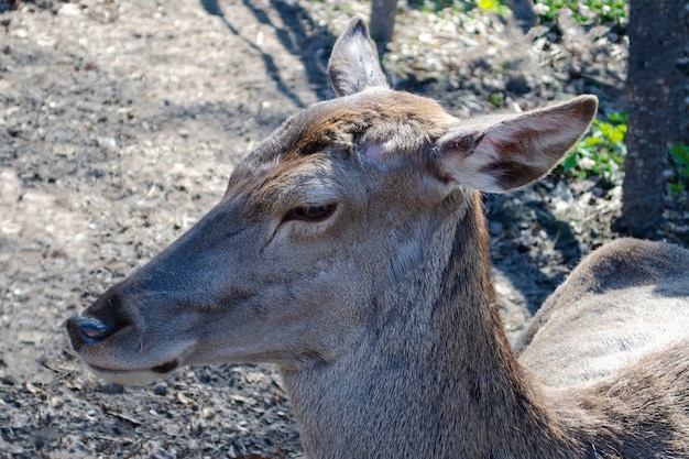 Tête de cerf sans corne gisant sur le sol