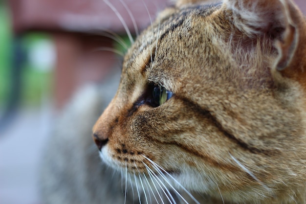 Tête d'un chat gris gros plan