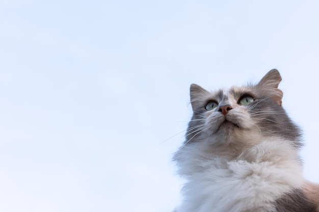 Tête de chat en gros plan contre le ciel. Chat pelucheux gris posant pour la caméra. Design naturel de carte postale