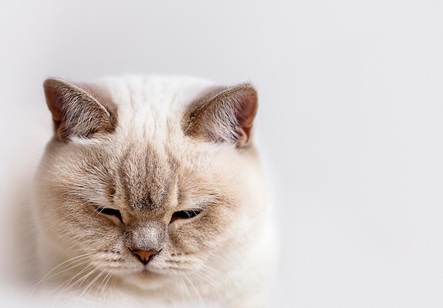 tête de chat gros plan sur fond clair