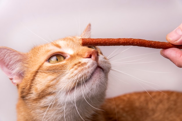 Tête d'un chat rouge sur fond blanc gros plan