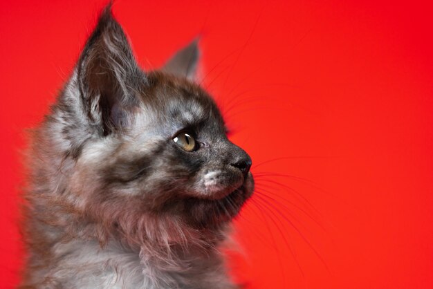 Tête de chaton maine coon femelle aux cheveux longs de deux mois avec une fourrure duveteuse de couleur fumée noire portr