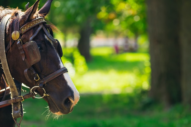 de tête de cheval avec bride dans le parc. journée ensoleillée