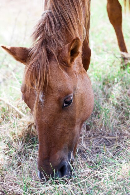 Tête de cheval brun