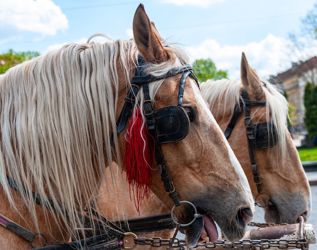 Tête de cheval dans le faisceau se bouchent