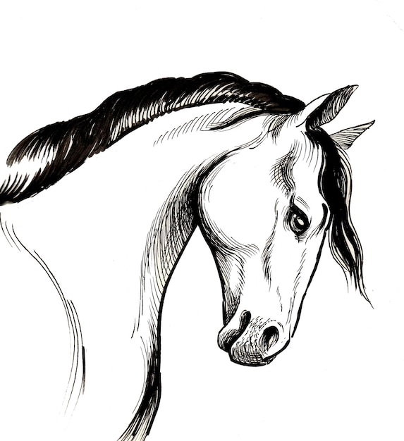 Tête de cheval. Dessin noir et blanc à l'encre