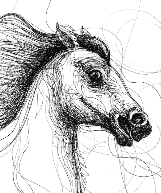 Tête de cheval. Dessin noir et blanc à l'encre