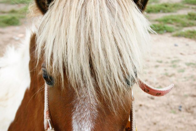 Photo tête de cheval