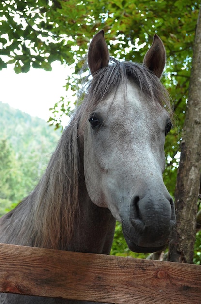 tête de cheval