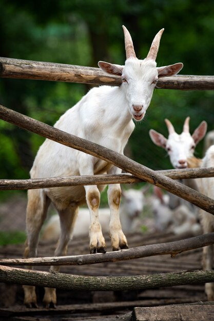 Tête de chèvre dans la cage dans une ferme