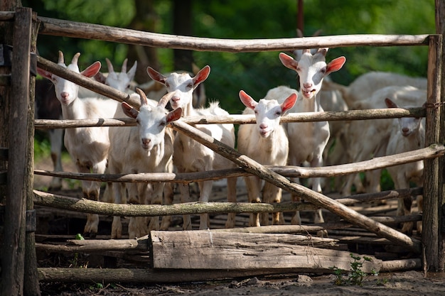 Tête de chèvre dans la cage dans une ferme