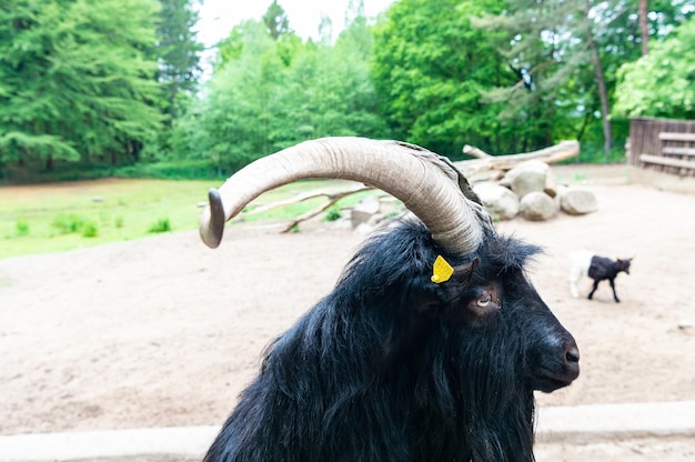 Tête de chèvre noire dans le parc animalier du zoo