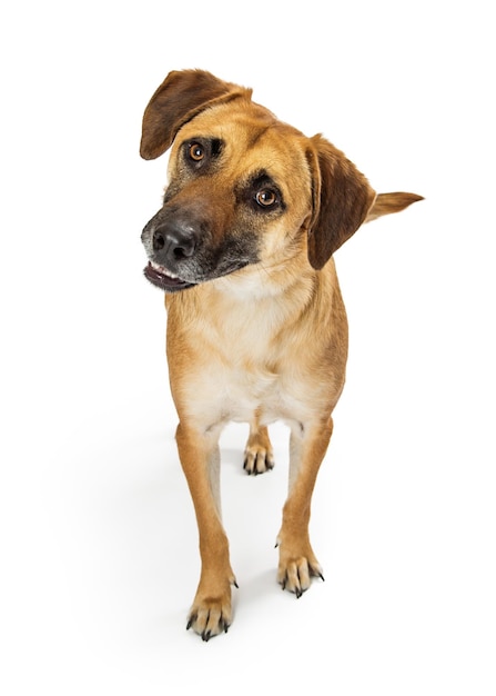 Tête de chien attentif armé avec impatience