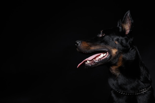 Tête de chien Beauceron avec languette vue latérale
