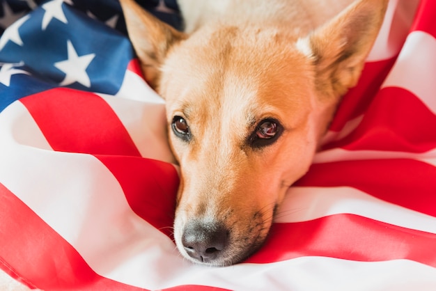 Photo tête de chien, coucher drapeau américain