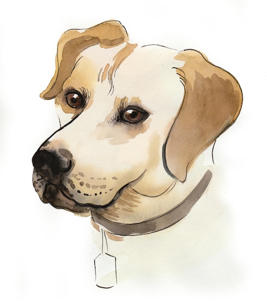 Tête de chien. Dessin à l'encre et à l'aquarelle