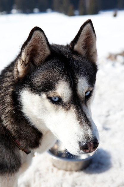 Tête de chien husky aux yeux bleus