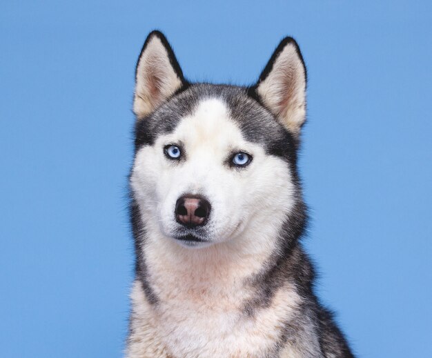 Tête de chien Husky sur bleu