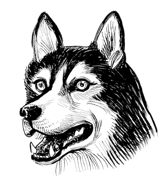 Tête de chien Husky. Dessin noir et blanc à l'encre