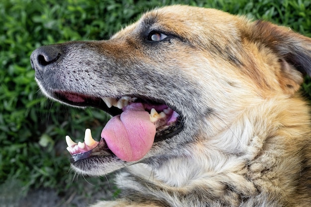 Tête de chien de profil. Chien en colère avec la bouche ouverte et la langue saillante