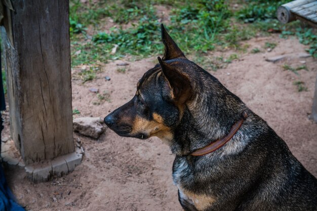 Tête d&#39;un chien thaïlandais, coup de côté