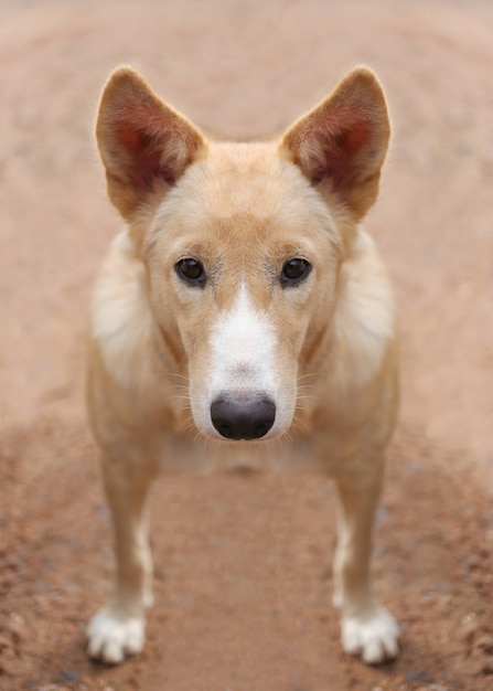 tête de chien thaïlandais.