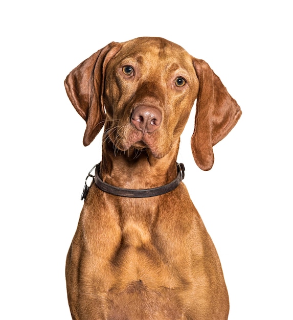 Photo tête d'un chien vizla isolé sur blanc