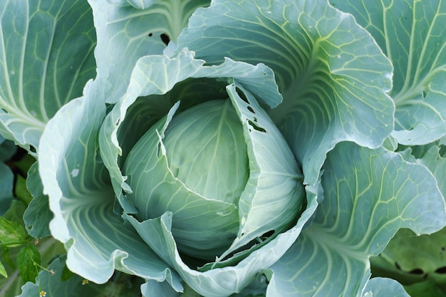 Tête de chou au feuillage vert dans le jardin, les légumes et l'agriculture.