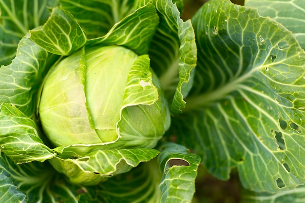 Tête de chou blanc honnête frais mûr pousse dans le jardin