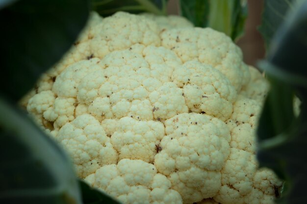 La tête de chou-fleur pousse dans un jardin de ferme biologique en gros plan