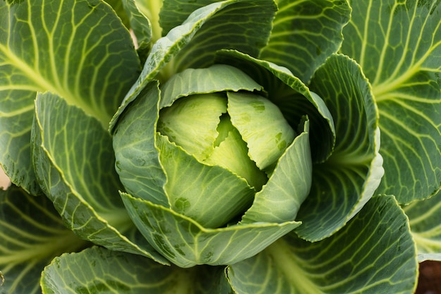 Tête de chou frais vert