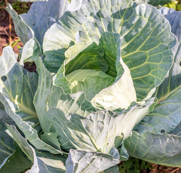 Tête de chou frais vert