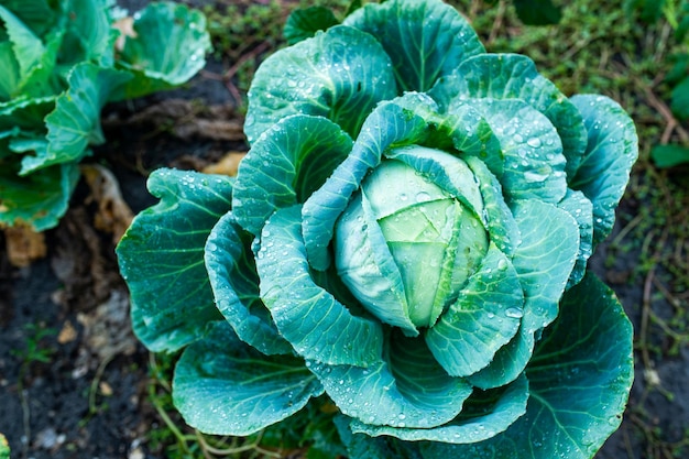 Tête de chou à larges feuilles poussant dans le potager